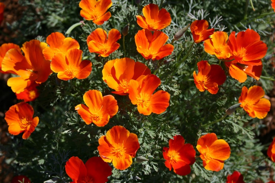 Эшшольция Калифорнийская Калифорния