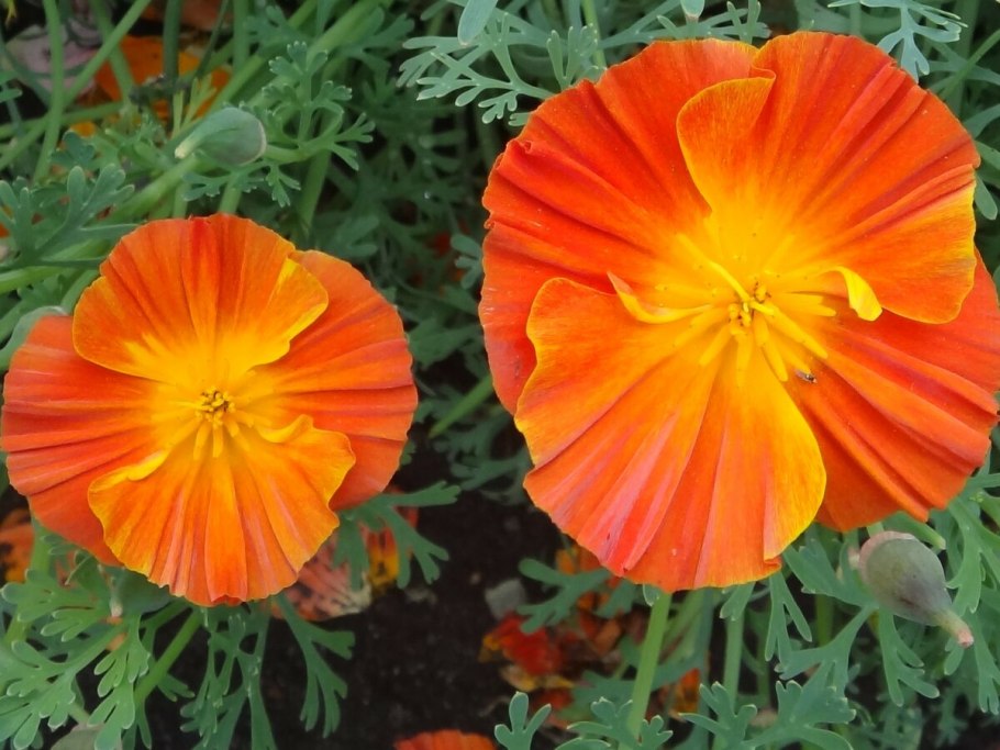 Эшшольция Калифорнийская махровая