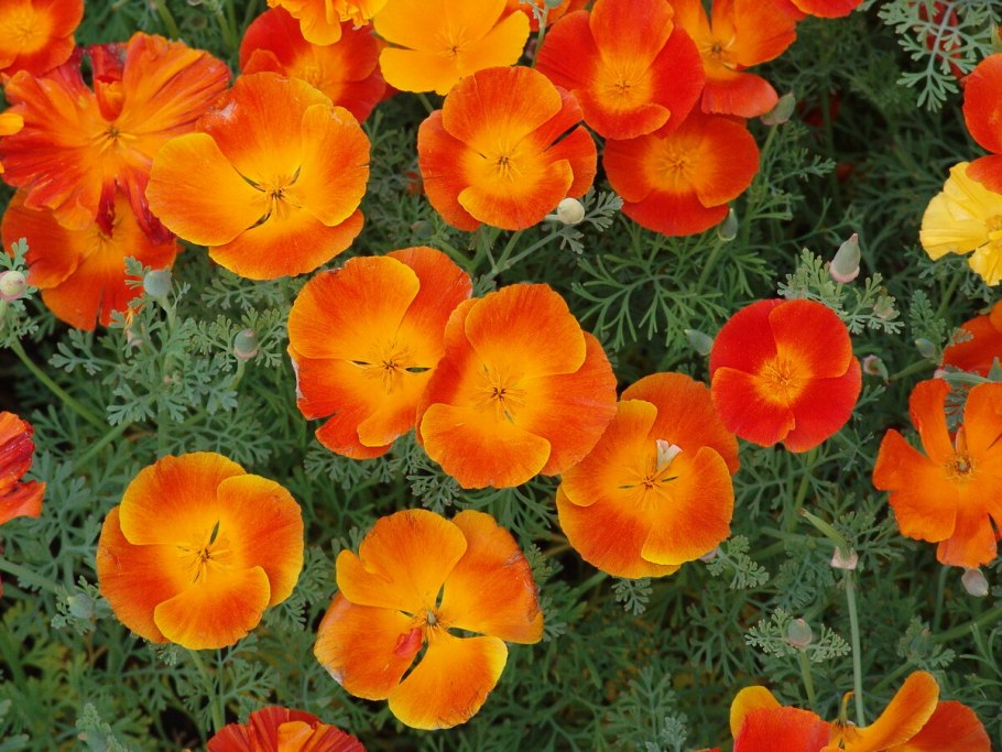 Калифорнийский Мак (эшшольция)