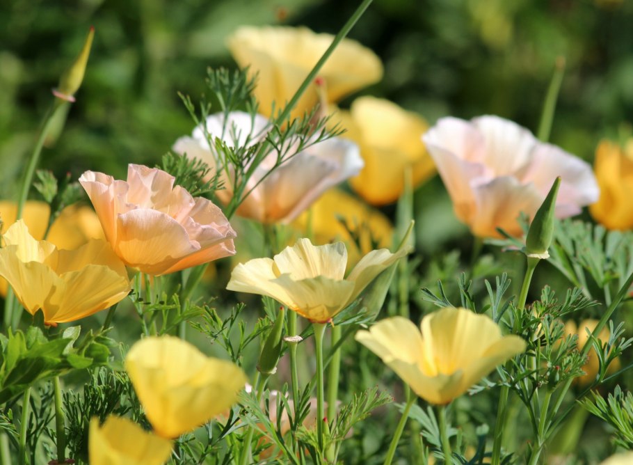 Эшшольция цветок