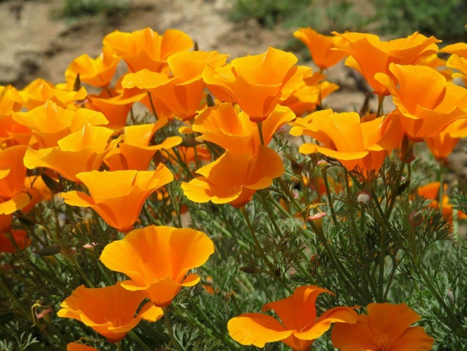 Eschscholzia californica