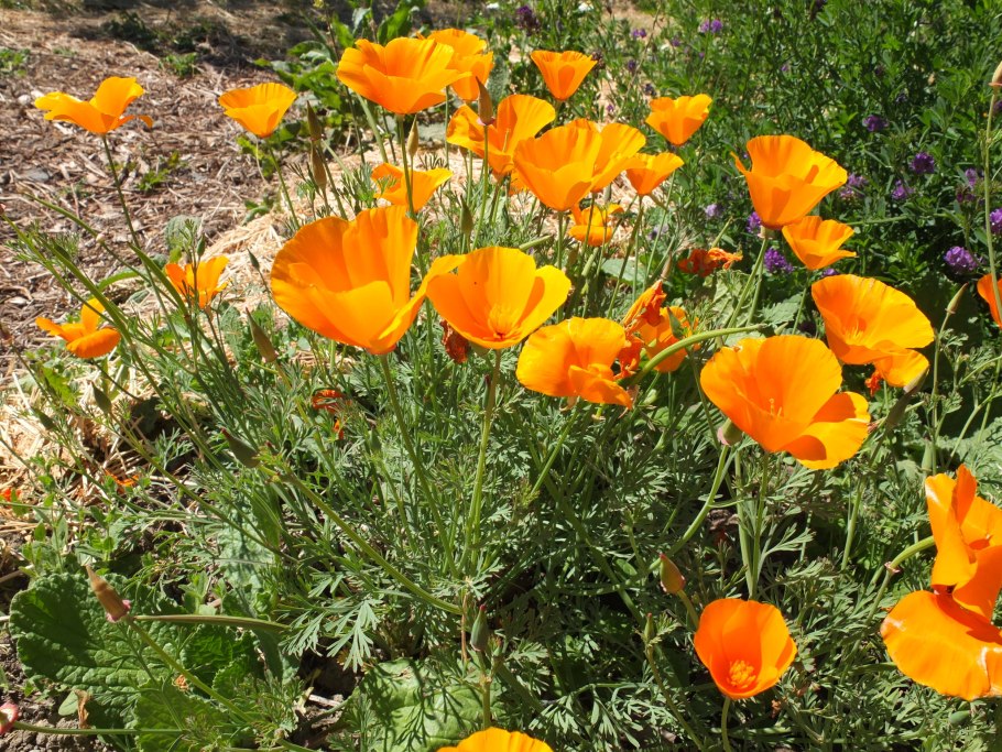 Эшшольция земляничная поляна