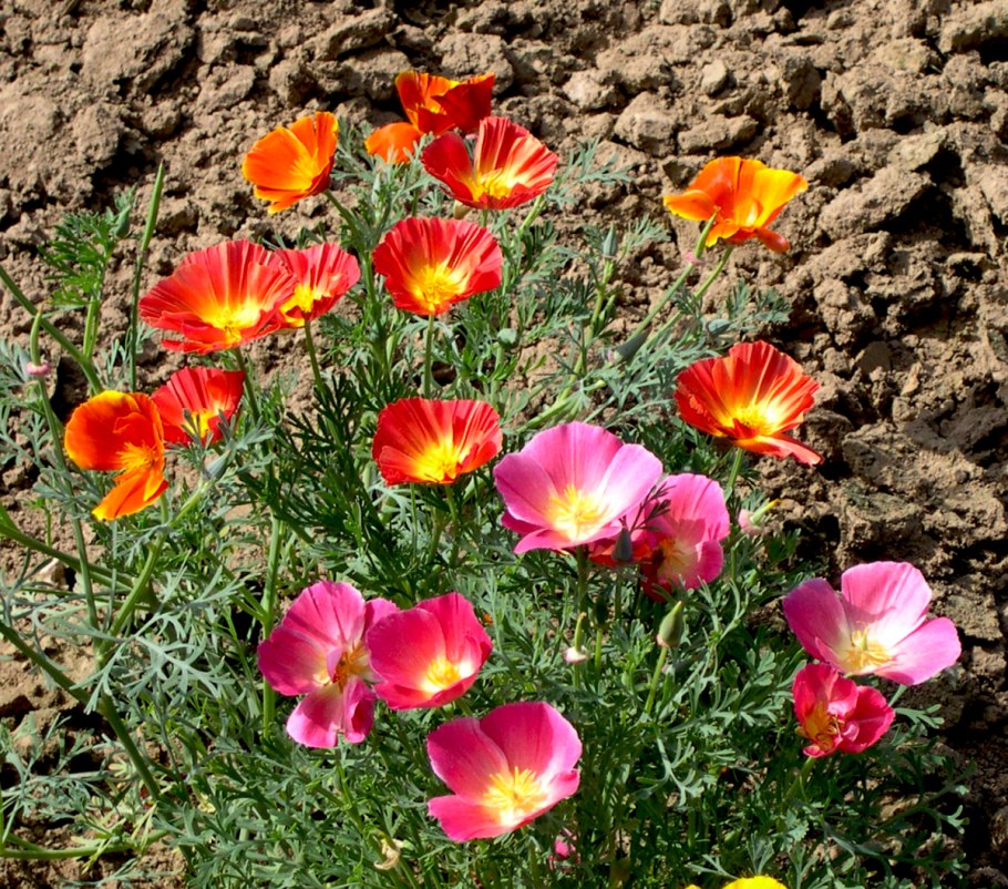 Цветок эшшольция калифорнийская