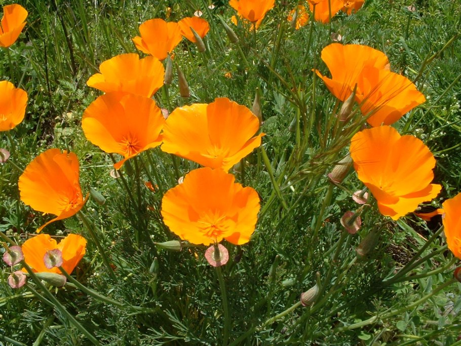 Цветок эшшольция Калифорнийская