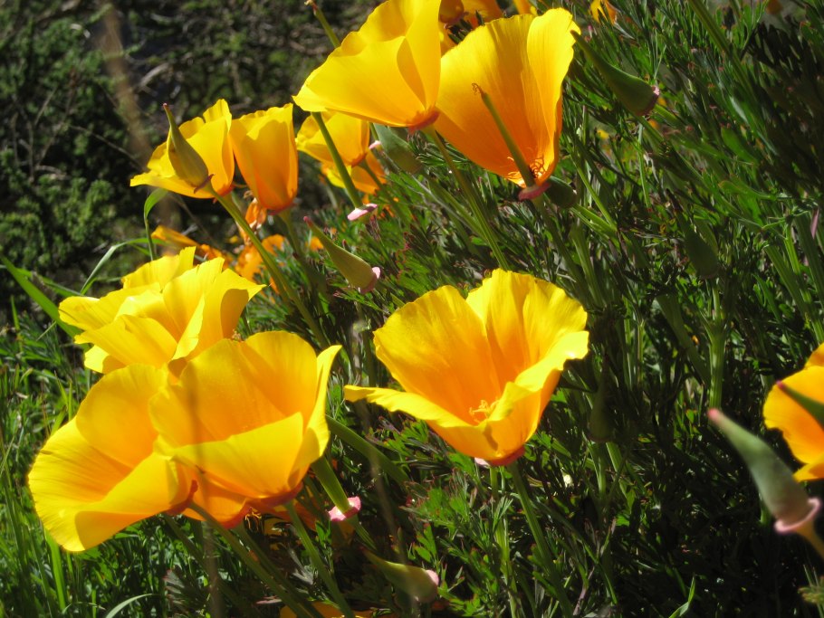 Eschscholzia californica