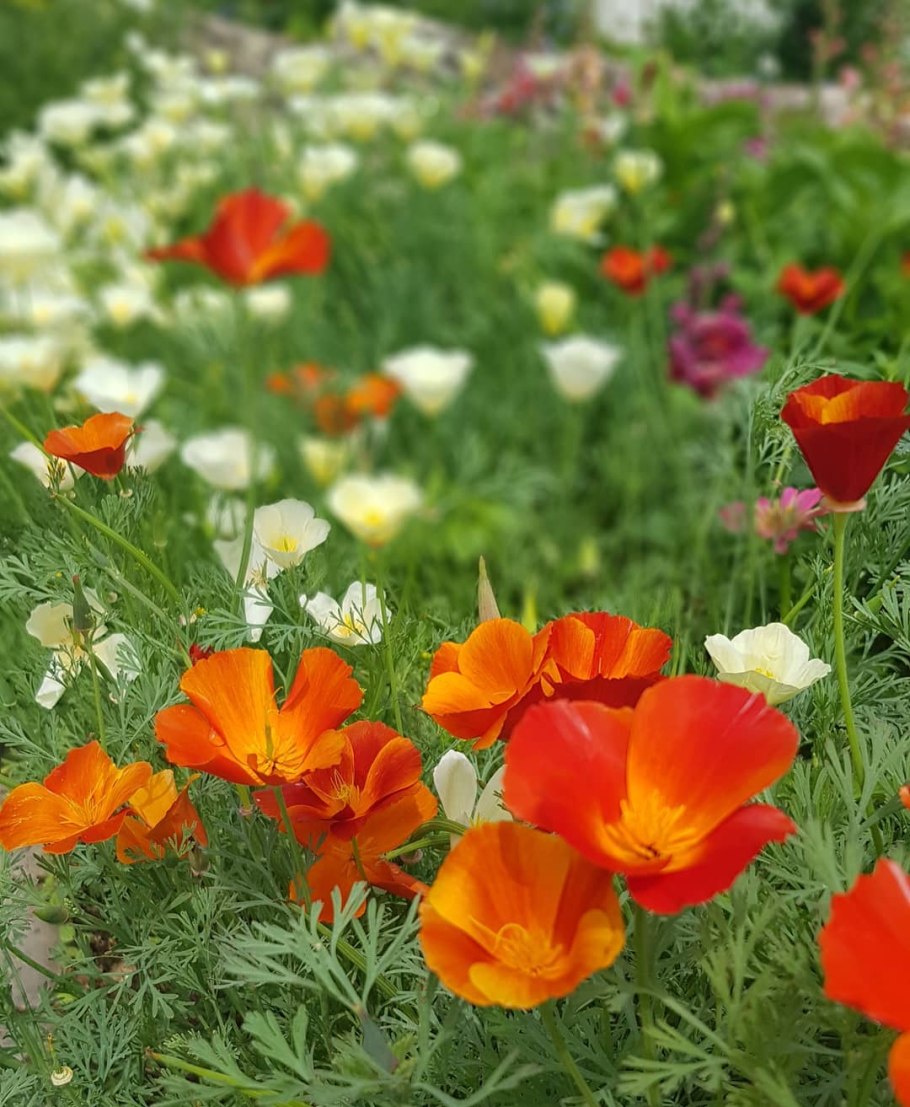 Эшшольция Калифорнийская буржуа