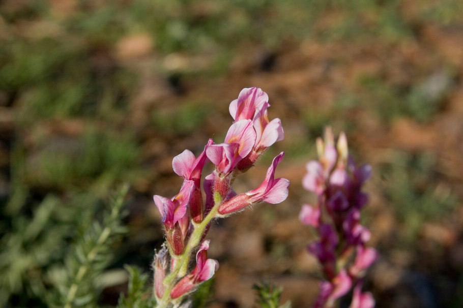 Остролодочник полевой