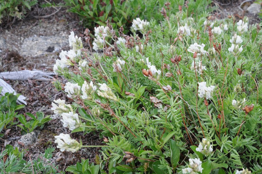 Астрагал копеечник Остролодочник