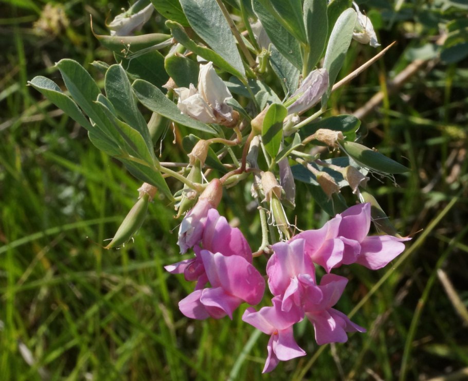 Остролодочник Ипполита
