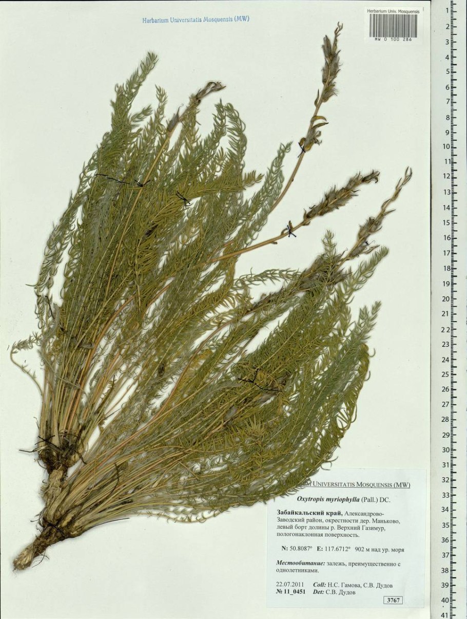 Остролодочник Ушакова