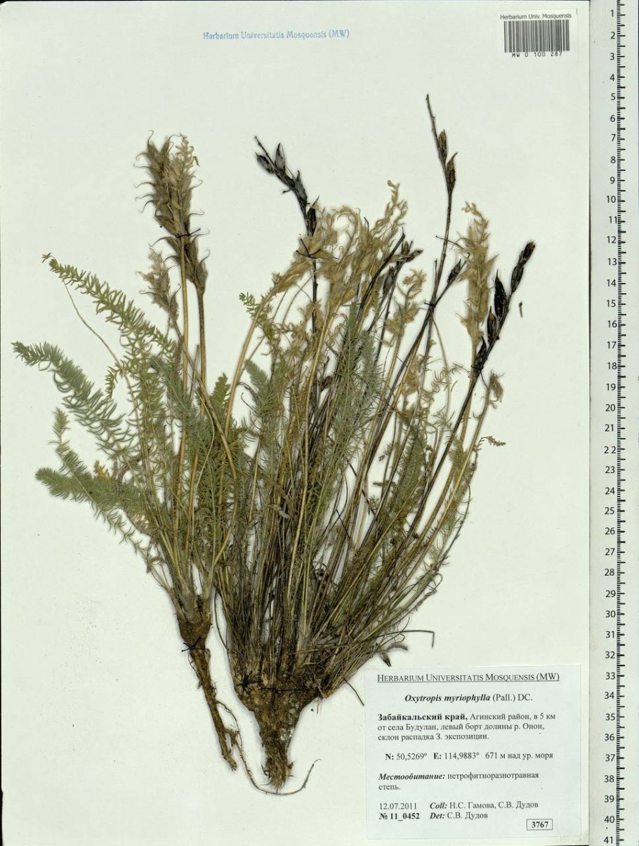 Остролодочник Уральский