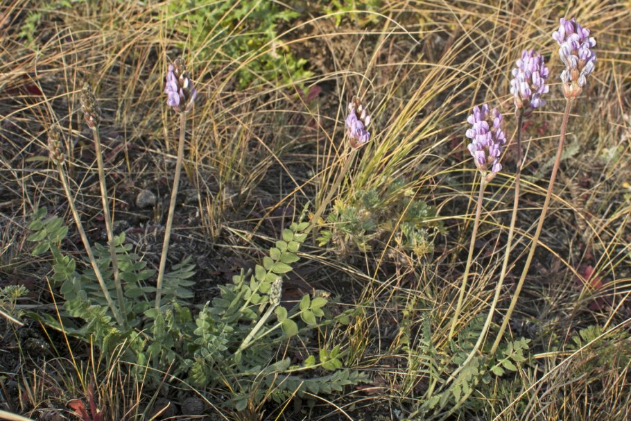 Oxytropis glabra