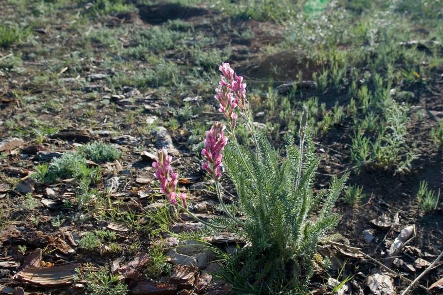 Копеечник кавказский