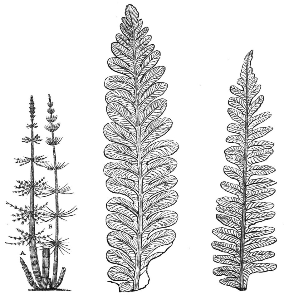 Каламит хвощ