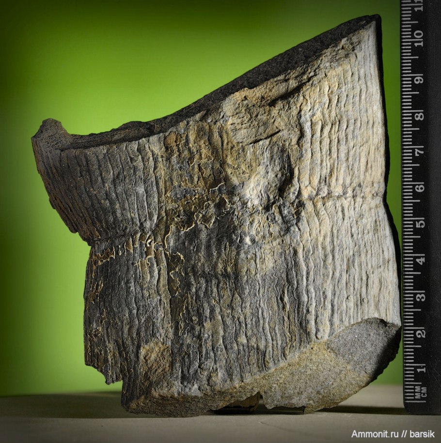 Листья Каламита