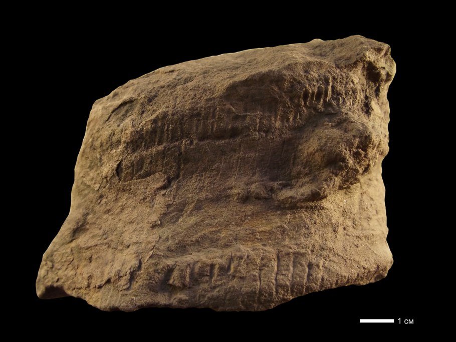 Каламиты окаменелости