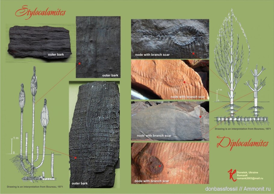 Paracalamites FRIGIDUS