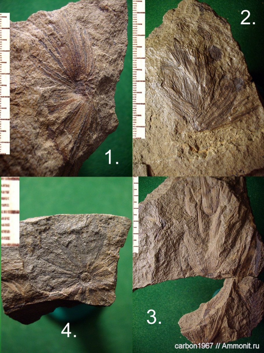 Окаменелости каменноугольного периода