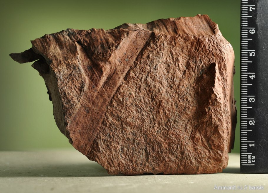 Каламиты окаменелости