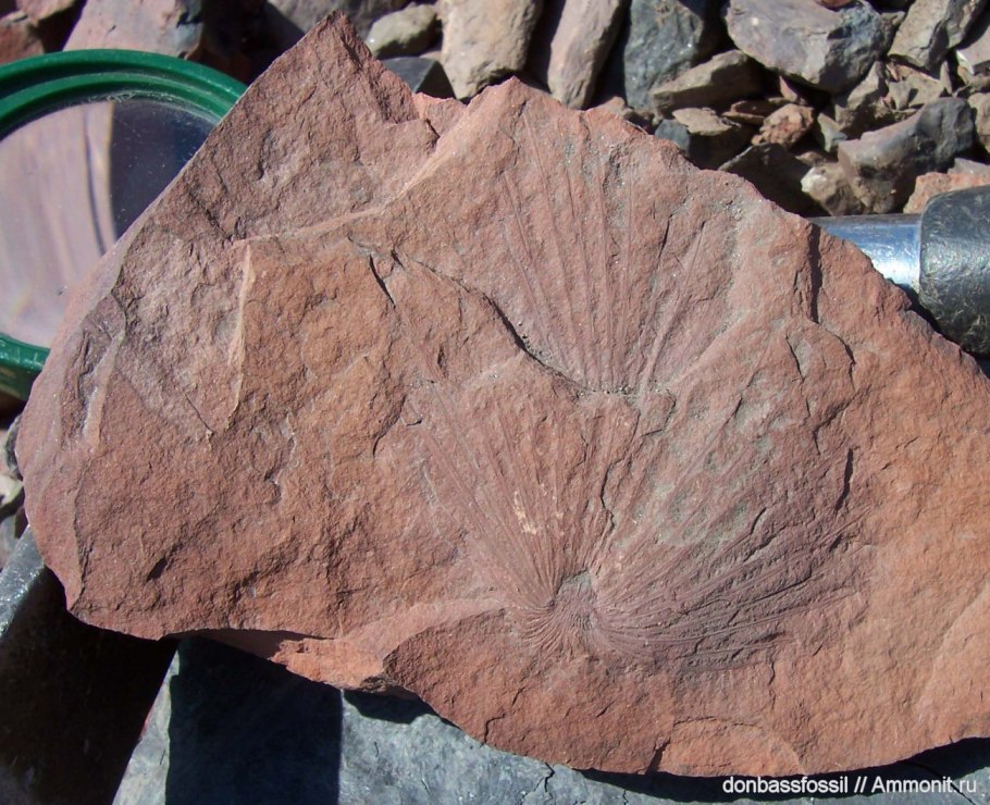 Asterophyllites растения