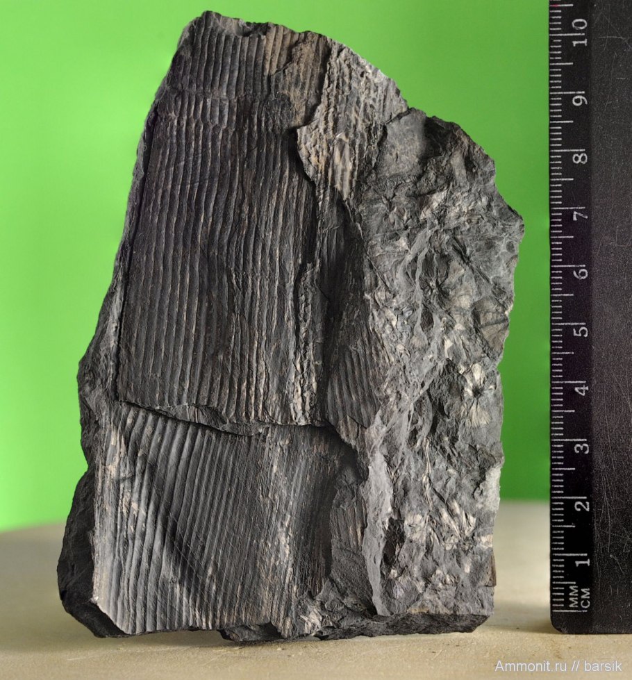 Каламиты это древние хвощи