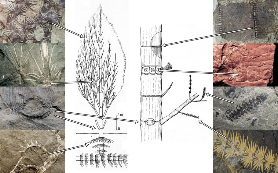 Растения Каламиты схема