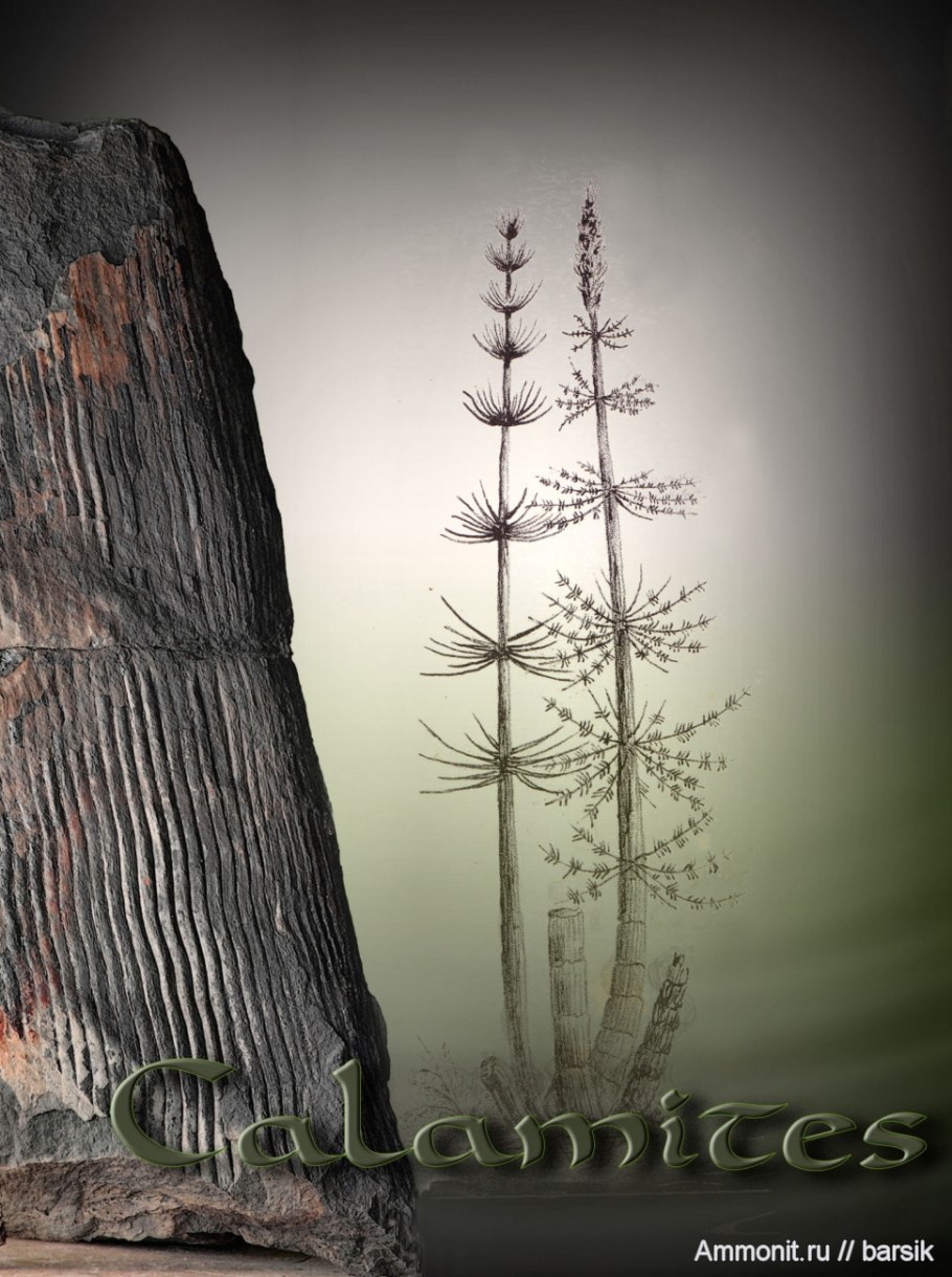 Calamites Fossil