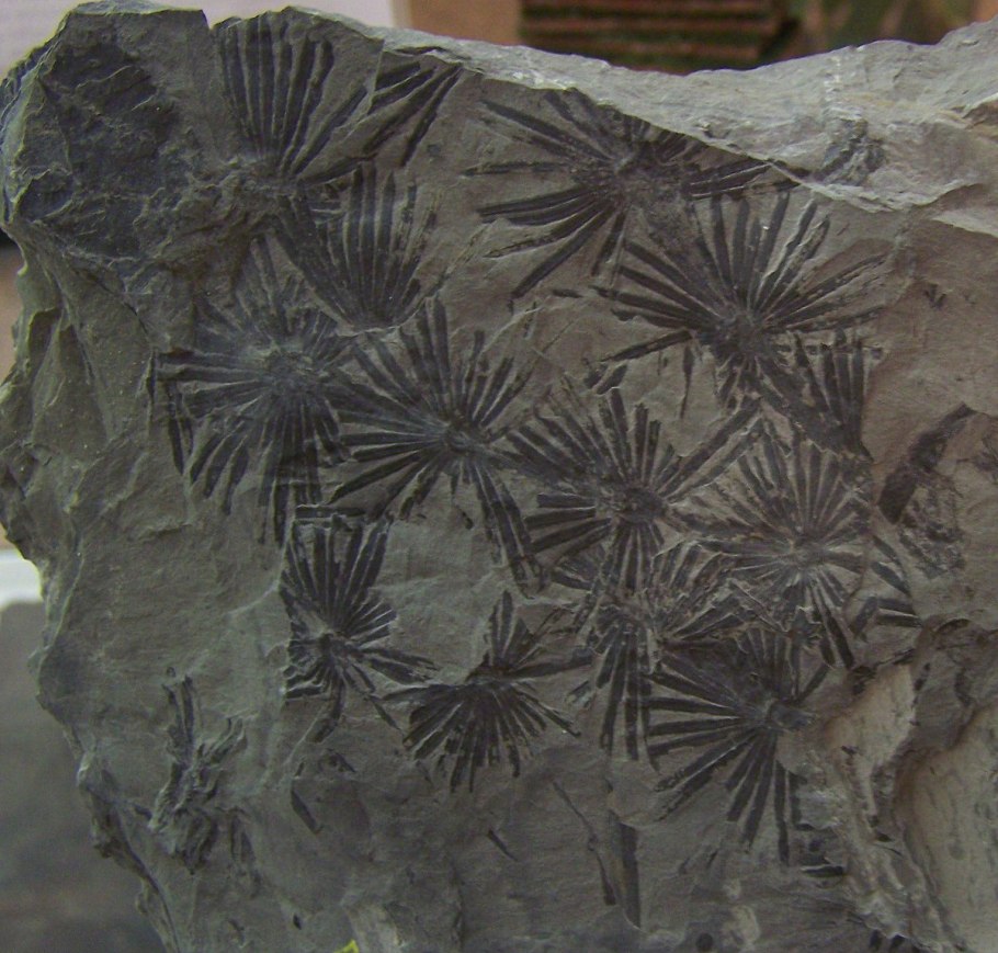 Calamites Fossil