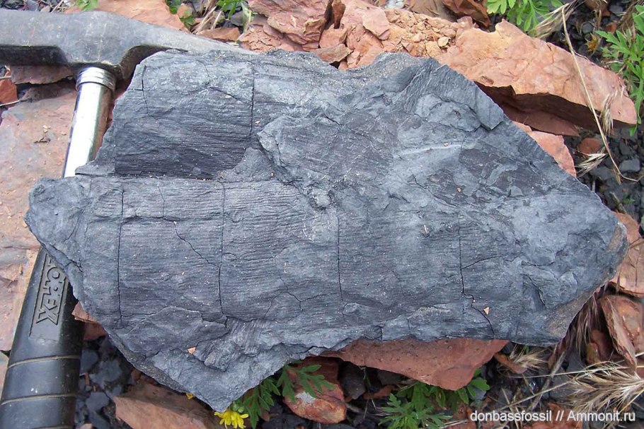 Каламит каменноугольный период