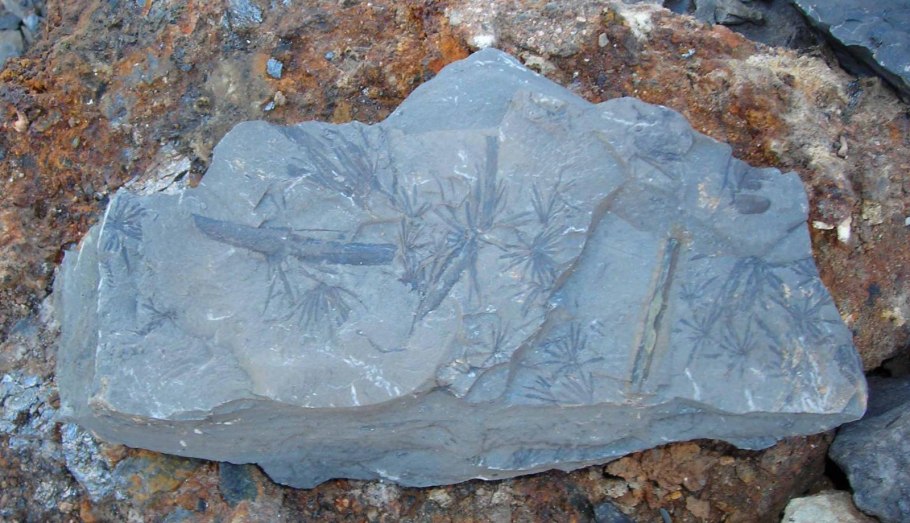 Calamites sachsei