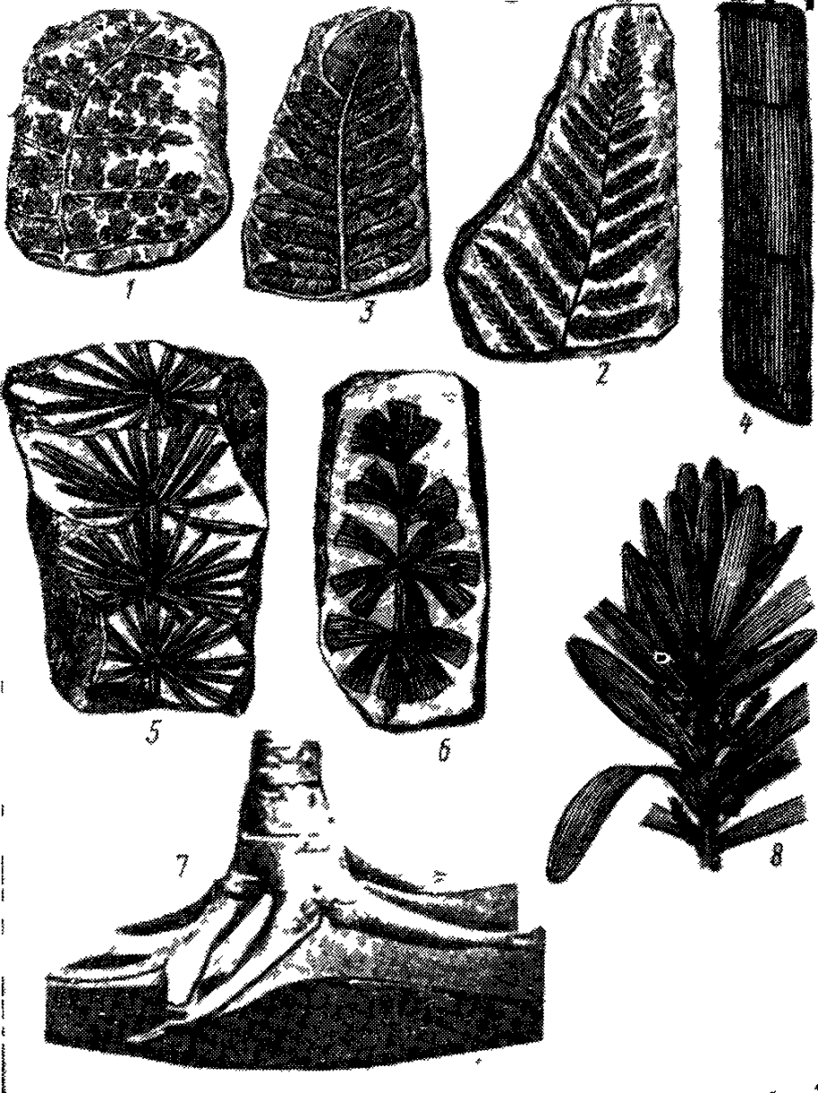 Каламиты это древние хвощи