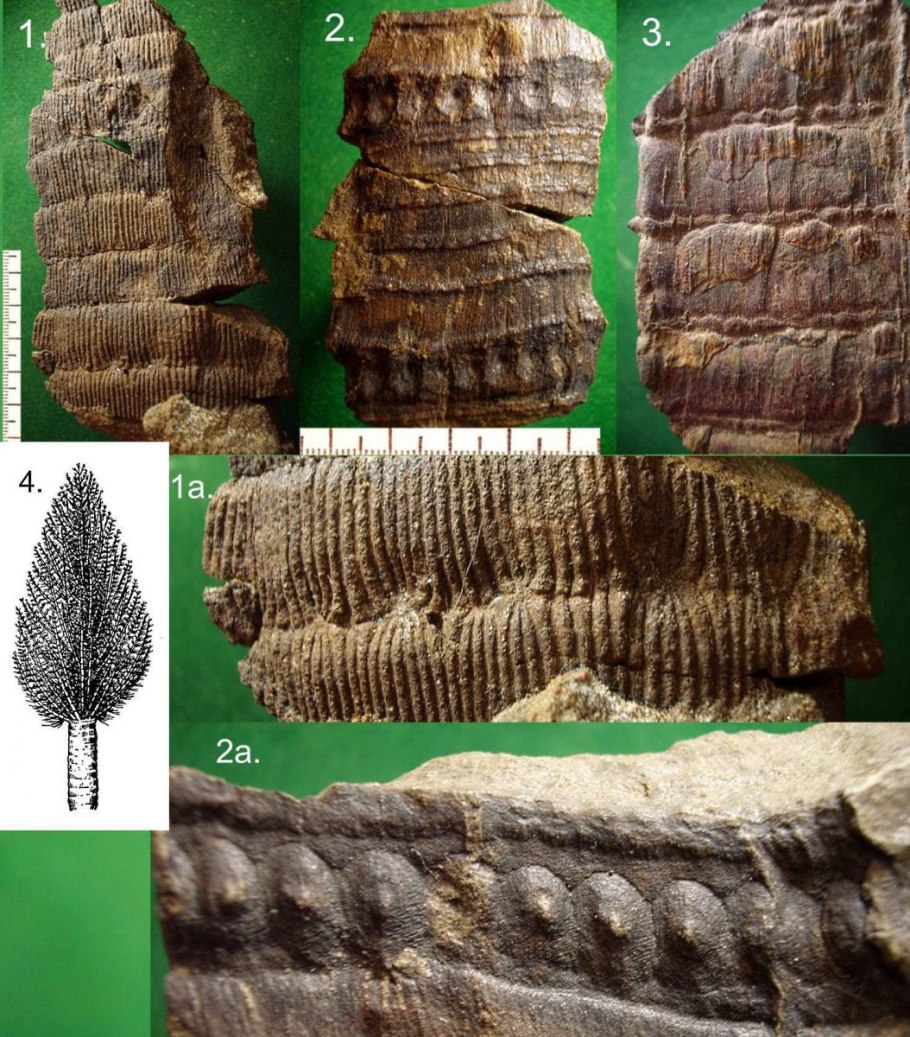 Каламиты растения окаменелости