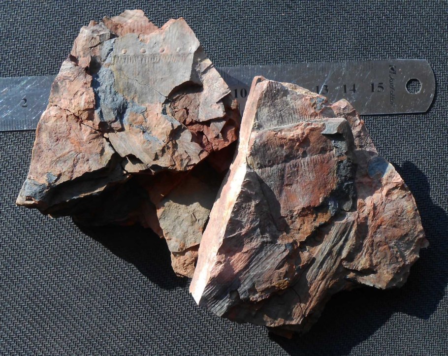 Хвощ гигантский