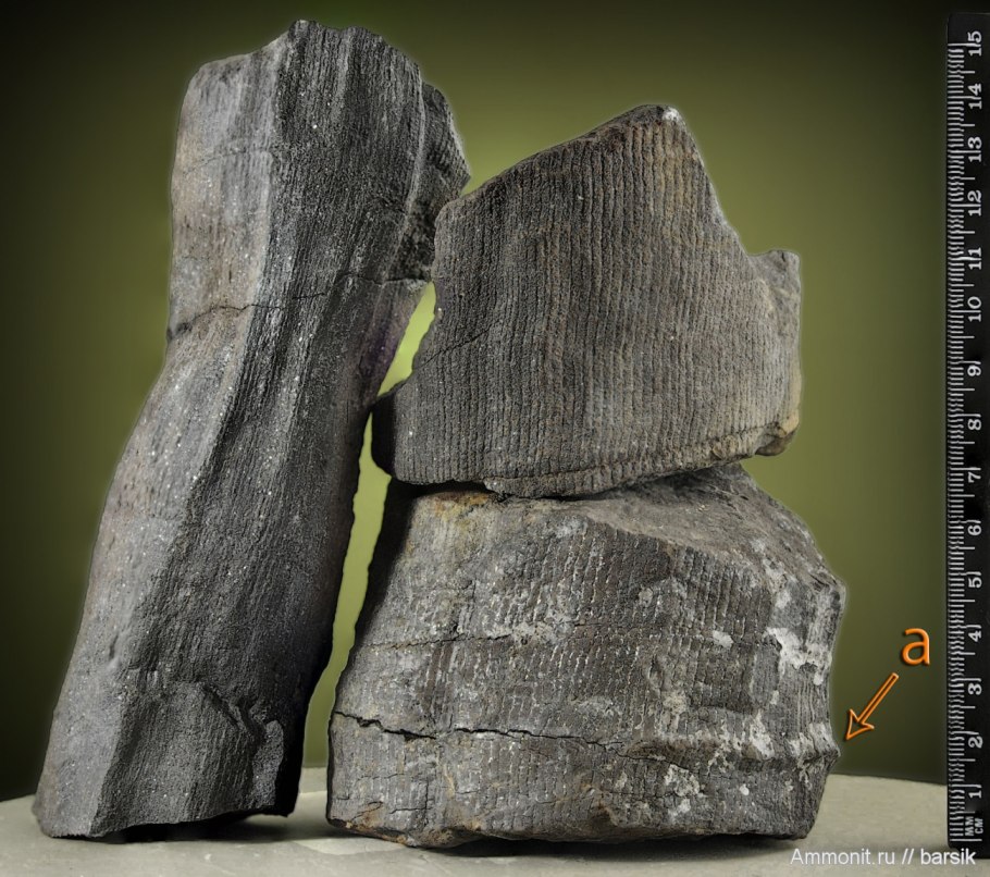 Древние Каламиты