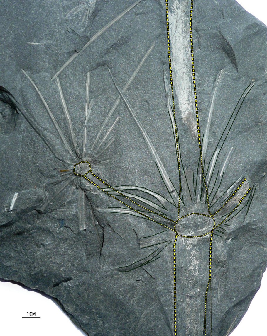 Хвощ большой Equisetum telmateia