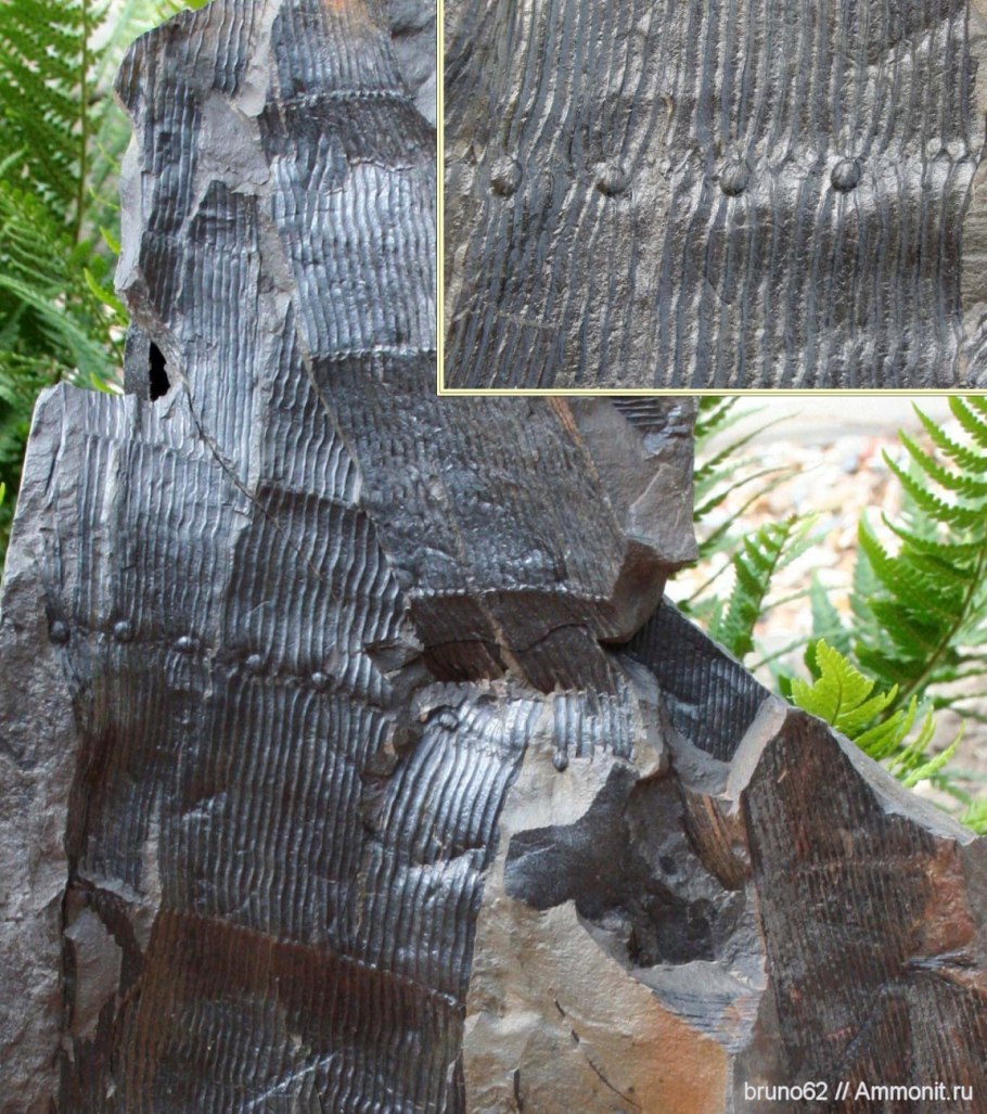 Клинолистые и Каламиты