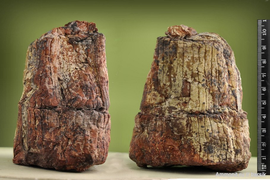 Каламит хвощ