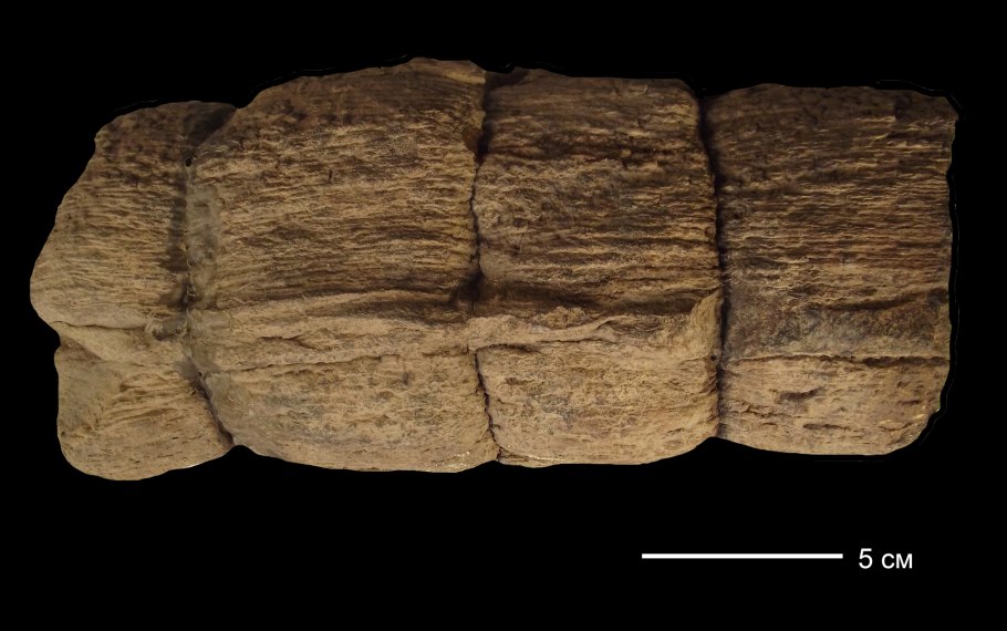 Каламиты окаменелости