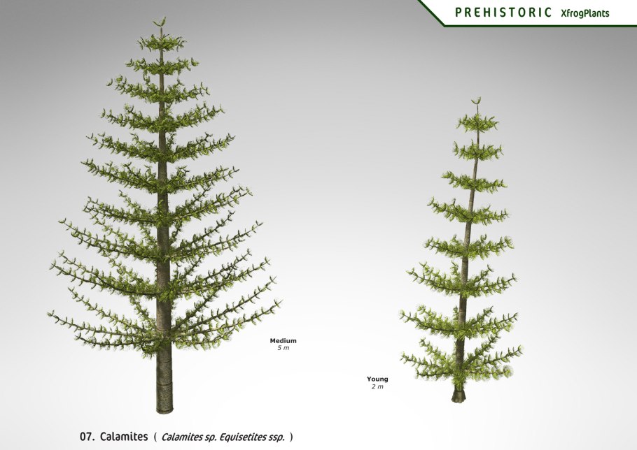 Членистостебельные Каламиты