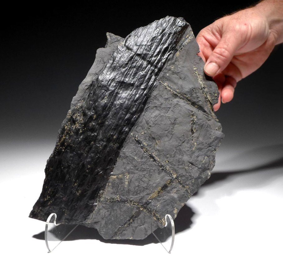 Каламиты окаменелости