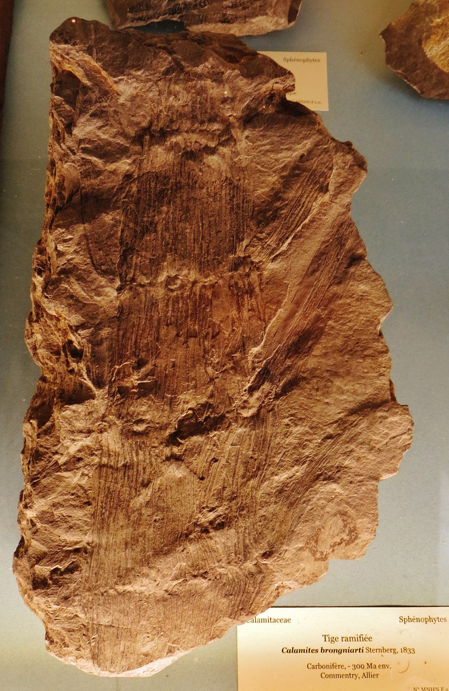 Каламит хвощ