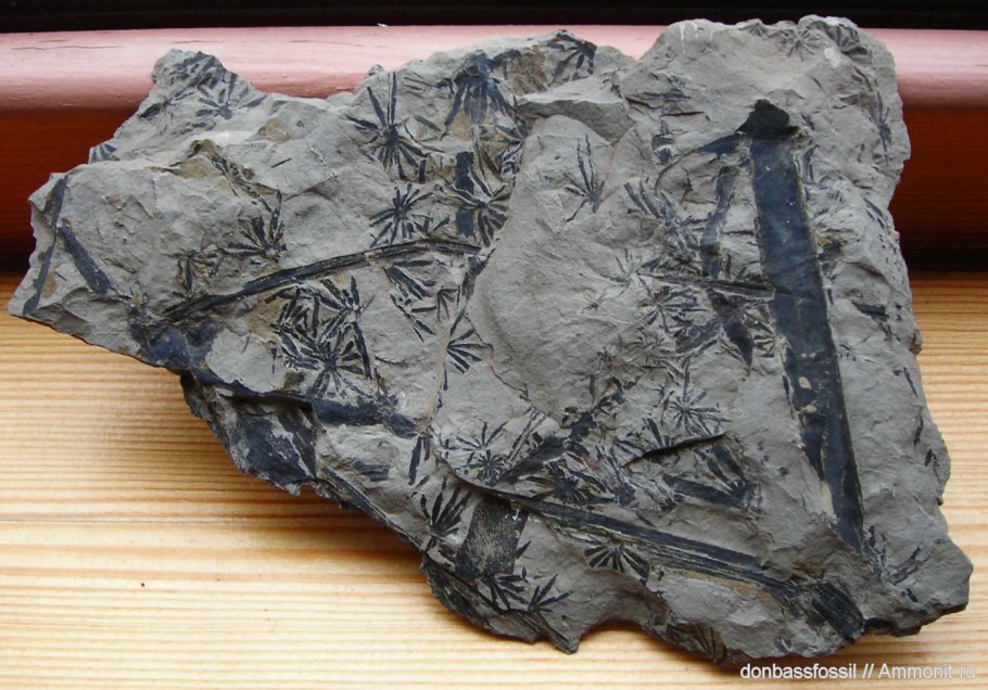 Каламиты окаменелости