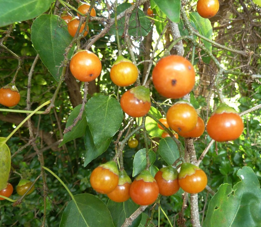 Кордия Моника