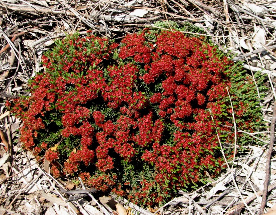 Манжишта rubia cordifolia