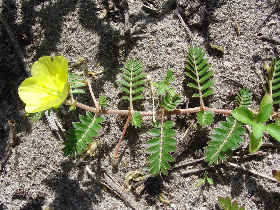 Якорцы стелющиеся tribulus terrestris