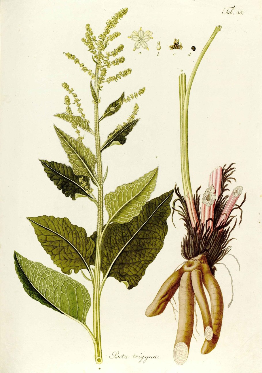 Щавель конский rumex confertus