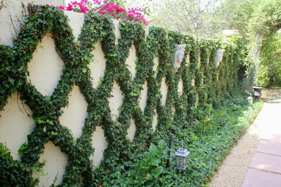 Девичий виноград Живая изгородь