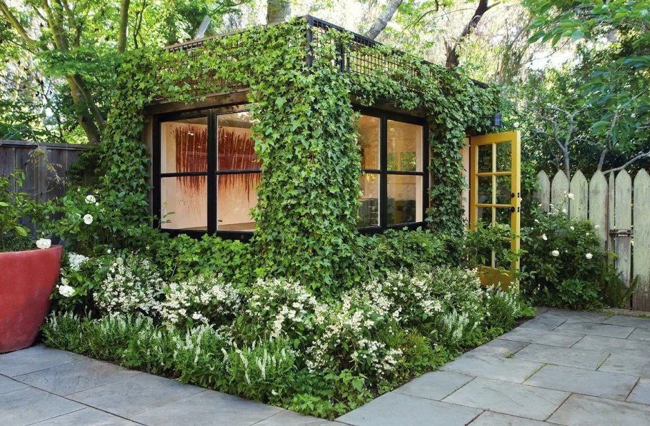 Плющ садовый вечнозеленый