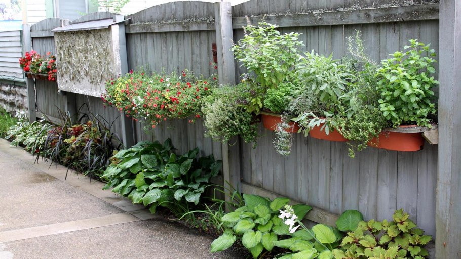 Неформованная Живая изгородь