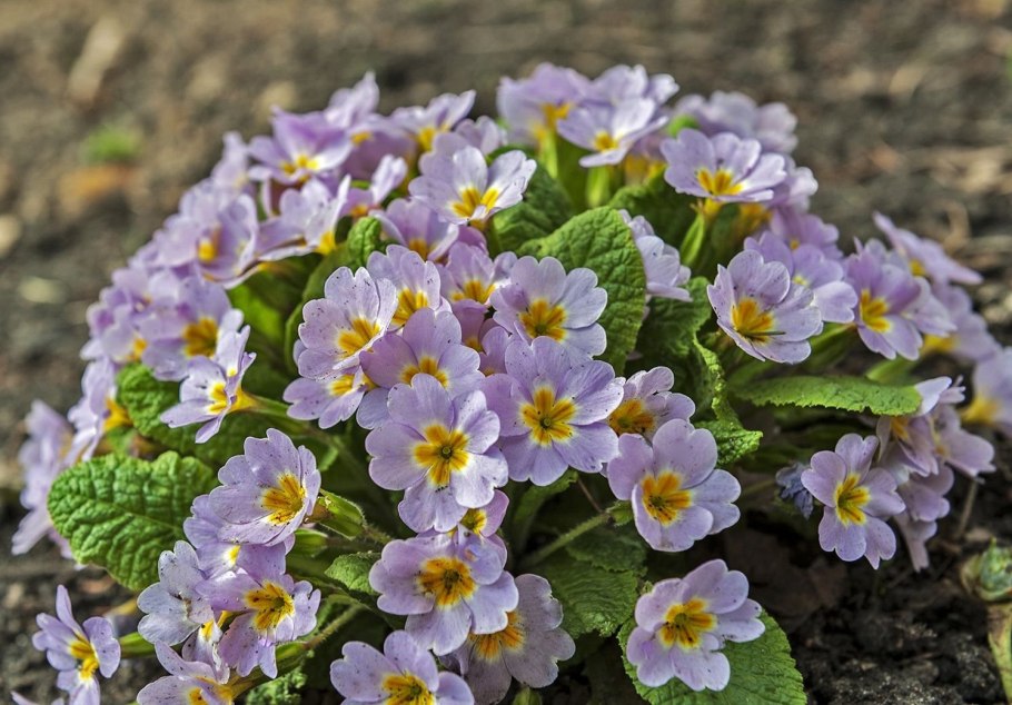 Ле прекрасная креолка Люкс